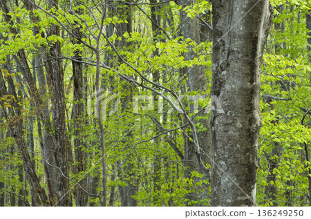 The glorious arrival of spring in the Soebetsu beech forest The glorious arrival of spring in the Soebetsu beech forest 136249250