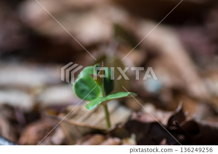 Seedling of beech 136249256
