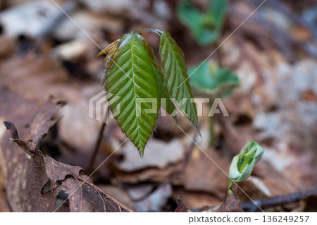 Young leaves and emerging seedlings of a young beech tree Young leaves and emerging seedlings of a young beech tree 136249257