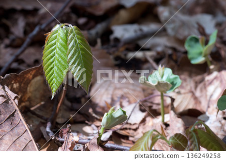 Young leaves and emerging seedlings of a young beech tree 136249258