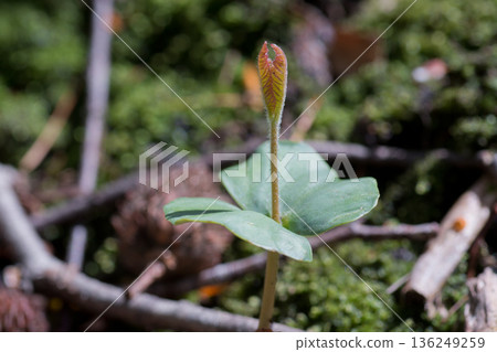 Seedling of beech 136249259