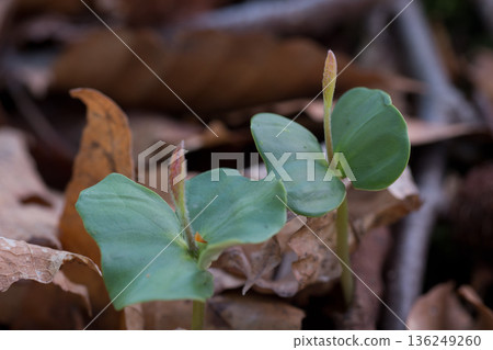 Seedling of beech Seedling of beech 136249260