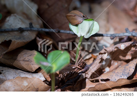 山毛櫸幼苗 山毛櫸幼苗 136249265