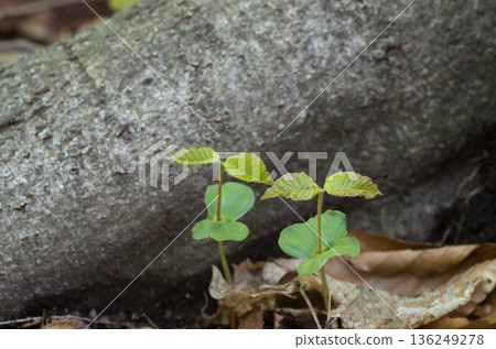 Beech seedlings and true leaves in a spring beech forest 136249278
