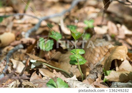 Beech seedlings and true leaves in a spring beech forest Beech seedlings and true leaves in a spring beech forest 136249282