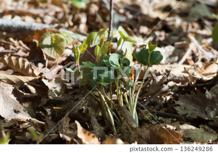Beech seedlings and true leaves in a spring beech forest 136249286