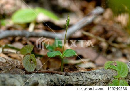 Beech seedlings and true leaves in a spring beech forest Beech seedlings and true leaves in a spring beech forest 136249288