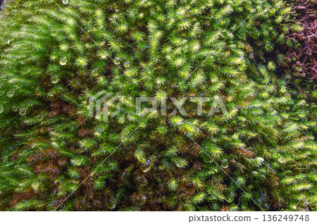 屋久島國立公園柏苔（冬季） 136249748