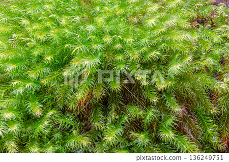 Cypress moss Yakushima National Park (winter) 136249751