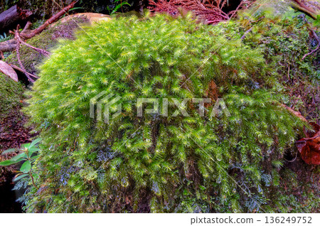 Cypress moss Yakushima National Park (winter) 136249752