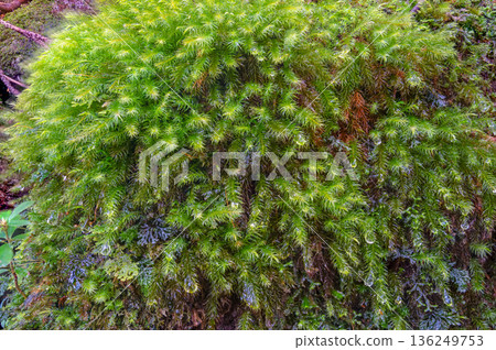 Cypress moss Yakushima National Park (winter) 136249753