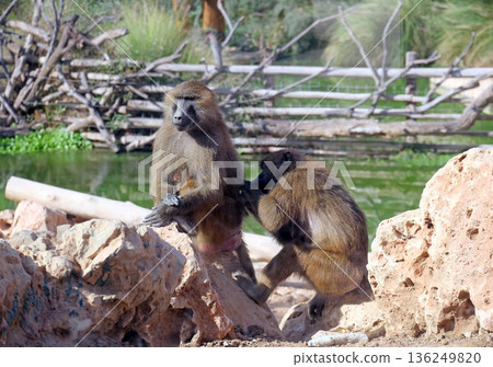 Guinea baboon (lat.- papio papio) in the zoo aviary 136249820