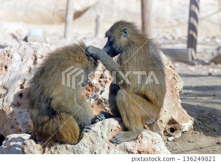 Guinea baboon (lat.- papio papio) in the zoo aviary 136249821