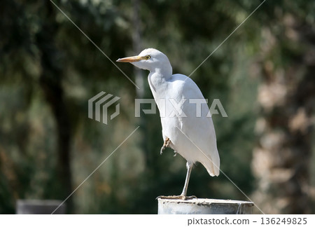 Little egret stands on the fence (lat .- Egretta garzetta) Little egret stands on the fence (lat .- Egretta garzetta) 136249825