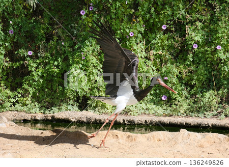 Black Stork (Ciconia nigra) Black Stork (Ciconia nigra) 136249826