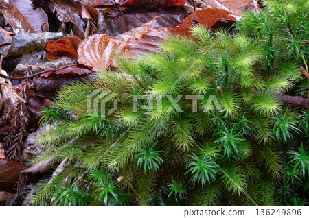 Cypress moss and Polytrichum japonicum, Yakushima National Park (Winter) 136249896