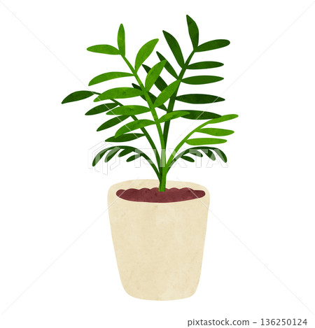 盆栽棕櫚樹，水彩手繪插圖 136250124
