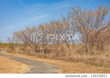 A row of Chinese china trees along the Yodo River riverbed, Takatsuki City 136250651