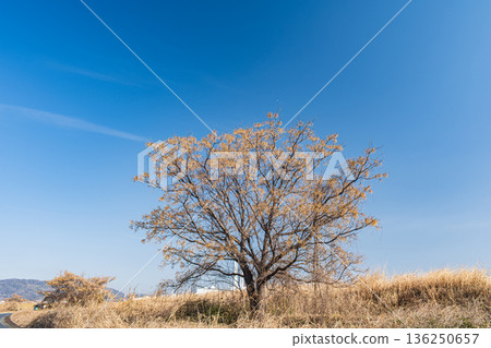 A Chinese china tree standing on the right bank of the Yodo River, Takatsuki City, Osaka Prefecture 136250657