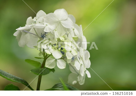 Hydrangea Hydrangea 136251016