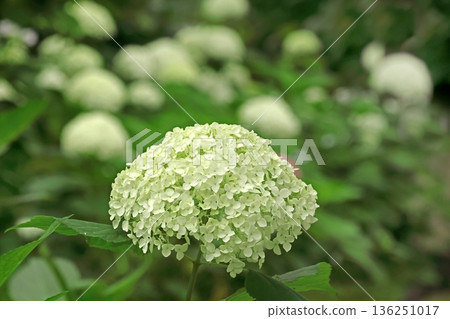 Hydrangea Hydrangea 136251017
