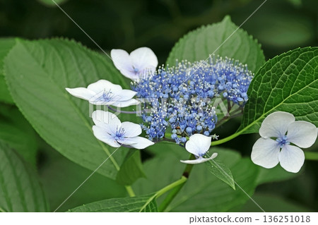 Hydrangea Hydrangea 136251018