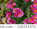 Small flower with pink color 136251072
