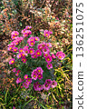 Pink flowers blooming in the flowerbed of the park 136251075