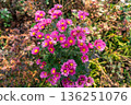 Pink flowers blooming in the park 136251076