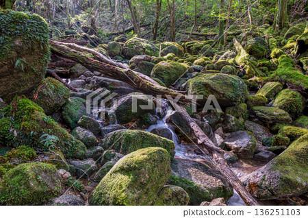 The most beautiful moss valley in Japan: Yakushima National Park (Winter) 136251103