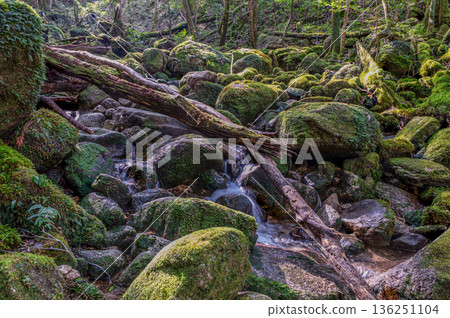日本最美的苔蘚谷：屋久島國立公園（冬季） 136251104