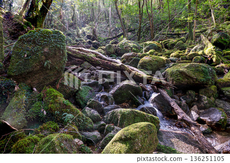 日本最美的苔蘚谷：屋久島國立公園（冬季） 136251105