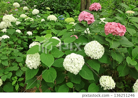 Hydrangea 136251246