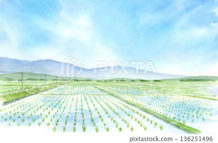 鄉村風景:稻田水彩畫 鄉村風景:稻田水彩畫 136251496