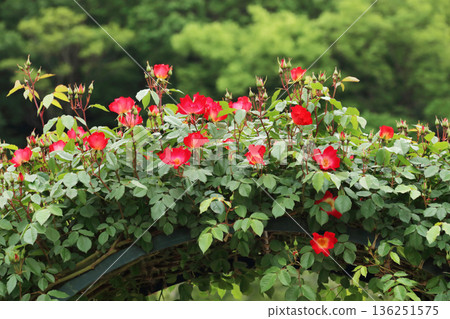 rose	 136251575