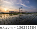A train speeding through rice fields 136251584