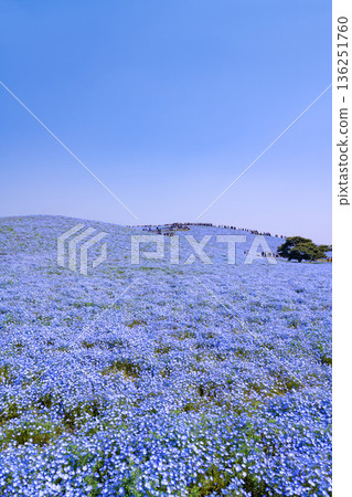 Nemophila at Hitachi Seaside Park, Hitachinaka City, Ibaraki Prefecture 136251760