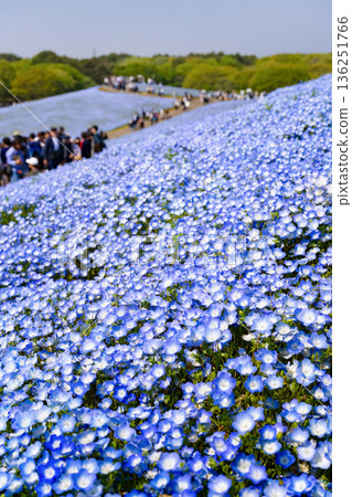 Nemophila at Hitachi Seaside Park, Hitachinaka City, Ibaraki Prefecture Nemophila at Hitachi Seaside Park, Hitachinaka City, Ibaraki Prefecture 136251766