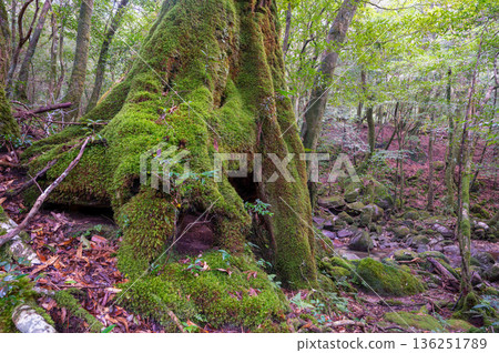 日本最美的苔蘚森林：屋久島國立公園（冬季） 136251789
