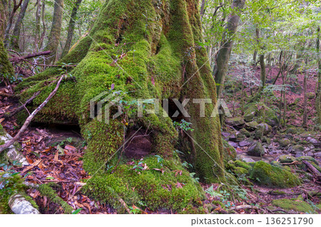 Japan's most beautiful moss forest: Yakushima National Park (Winter) 136251790