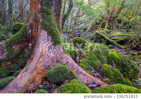 姬原和美麗的苔蘚，屋久島國立公園（冬季） 136251813