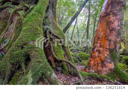 姬原和美麗的苔蘚，屋久島國立公園（冬季） 136251814