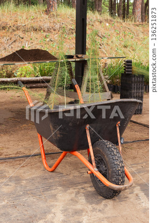 Wheelbarrow with young pine tree seedlings standing at a plant nursery, preparing for a sustainable reforestation project Wheelbarrow with young pine tree seedlings standing at a plant nursery, preparing for a sustainable reforestation project 136251873