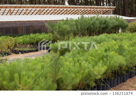 Rows of young pine tree saplings growing in a nursery, ready for reforestation and ecological restoration projects Rows of young pine tree saplings growing in a nursery, ready for reforestation and ecological restoration projects 136251874