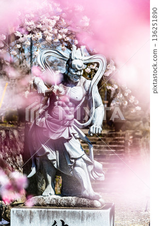 Myoryo-ji Temple in Yamanashi with cherry blossoms in full bloom Myoryo-ji Temple in Yamanashi with cherry blossoms in full bloom 136251890