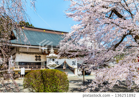 山梨縣妙陵寺櫻花盛開，景色迷人。 136251892