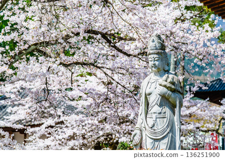 Myoryo-ji Temple in Yamanashi with cherry blossoms in full bloom Myoryo-ji Temple in Yamanashi with cherry blossoms in full bloom 136251900