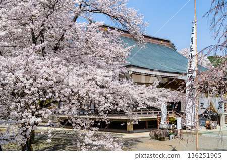 Myoryo-ji Temple in Yamanashi with cherry blossoms in full bloom Myoryo-ji Temple in Yamanashi with cherry blossoms in full bloom 136251905