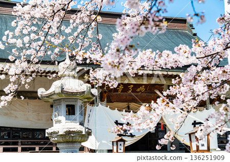 山梨縣妙陵寺櫻花盛開,景色迷人。 山梨縣妙陵寺櫻花盛開,景色迷人。 136251909
