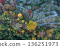 Colorful assortment of autumn leaves (aerial view) 136251973